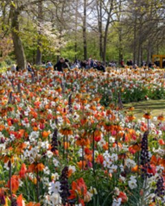 Eyecatcher Velvet (Keukenhof 2023) -a